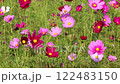 Colorful cosmos flower field is very windy 122483150