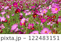 Colorful cosmos flower field is very windy 122483151