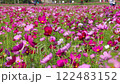 Colorful cosmos flower field is very windy 122483152