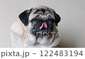 Close-up portrait of a beige pug licking himself. 4k footage 122483194