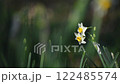 水仙の花 122485574