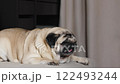 A beige pug chews a piece of dried lung with gusto while lying on the couch. 4k footage 122493244