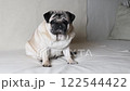 Beige pug sits on light colored sofa and tilts head from side to side. 122544422