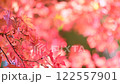 紅葉 122557901