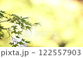 風に揺れる紅葉 122557903