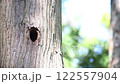 エゾリス　遊びたい子リスたち 122557904