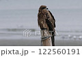 A black kite perched on a post on the sandy beach 122560191