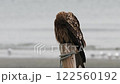 Black kite, sandy beach, black kite perched on a post 122560192