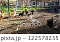 rooster and chicken 122578235
