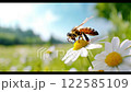 Bee on a daisy flower, springtime concept. 122585109