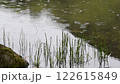 水草と雨が降って水紋ができた池 122615849