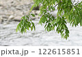 川をバックに新緑のエノキの枝葉 122615851