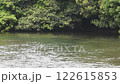 池に流れる水と照葉樹がメインの森 122615853