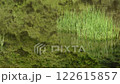 緑の森の写り込んだ水面と水草 122615857