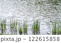 池のさざ波と水草 122615858