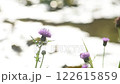 水面のキラキラをバックにノアザミの花 122615859