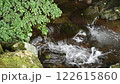 エゴノキの枝葉と川の流れ 122615860