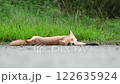 Sleeping fox 122635924