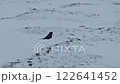 A black crow bathes in white snow 122641452