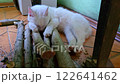 A white cat sleeps on the firewood under the stove surrounded by attention. 122641462
