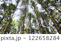 Tall pine trees with thin trunks and swaying branches. Low-angle view of the green canopy, serene woodland setting, textured foliage, and tranquil natural environment. 122658284