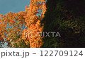 Autumn leaves with clear blue sky background 122709124