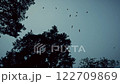 Silhouetted trees with birds flying above 122709869