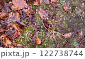 A white moth clinging to a fallen leaf on a cold day 122738744