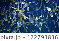 Pacific sea nettles swimming in aquarium 4K 122793836