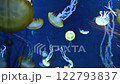 Pacific Sea Nettle Aquarium 4K 122793837