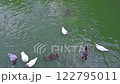 Ducks swimming in the pond, ducks, turtles, 4K 122795011