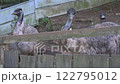 Emu Zoo 4K 122795012