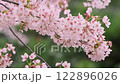 4K Cherry Blossoms #09 122896026