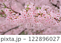 4K Cherry Blossoms #08 122896027