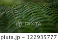 Fern leaves in the rain. Fern leaf hit by the rain. Fern leaf swinging in the wind and rain. Leaves swaying in the wind 122935777
