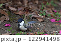 Great tit searching for food 122941498