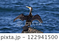 A cormorant stretching its wings 122941500