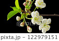 4K Time Lapse of blooming white Cherry flowers on black background. Spring timelapse of flowering flowers on branches Cherry tree. 122979151