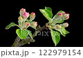 4K Time Lapse of blooming Apple flowers on black background. Spring timelapse of opening beautiful flowers on branches Apple tree. 122979154