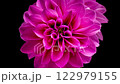 4K Time Lapse of blooming purple Dahlia. Timelapse of growing and opening beautiful flower on black background, top view. Time-lapse close-up. 122979155