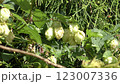 Hop fruit 123007336