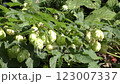 Hop fruit 123007337