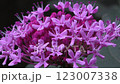 Rabbit flowers 123007338