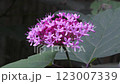 Rabbit flowers 123007339