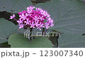 Rabbit flowers 123007340