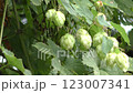 Hop fruit 123007341