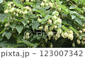 Hop fruit 123007342
