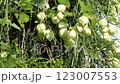 Hop fruit 123007553
