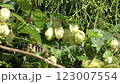 Hop fruit 123007554