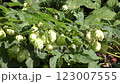 Hop fruit 123007555